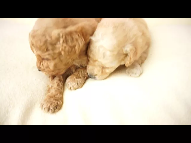 動画