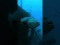 Download Lagu GIANT GOLIATH GROUPERS IN FLORIDA