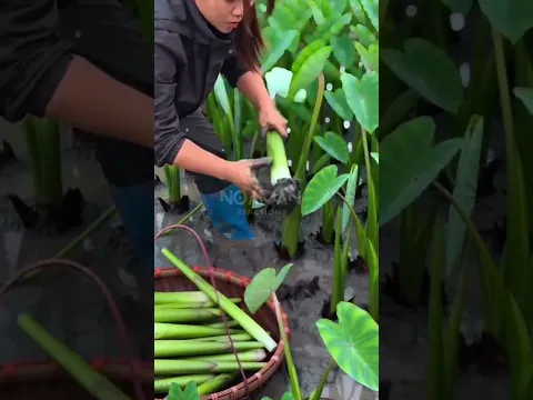 Harvesting Taro Stems 🌿 #noamanreaction #asmr #satisfying