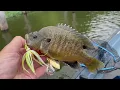 Kansas Fishing Report for Early June 2024
