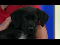 Pawpalooza Spring Pet Adoption event happening this weekend NBC 7 San Diego