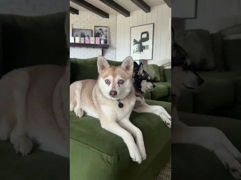Are Alaskan Klee Kai Sled Dogs?