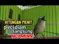 Lagu HITUNGAN MENIT PLECI DIAM LANGSUNG RESPON SETELAH DENGARKAN PANCINGAN PLECI GACOR NYARI LAWAN INI