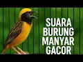 Lagu Manyar Gacor Full Isian kenari – Dijamin Bikin manyar Kamu Langsung nyaut \u0026 IKUT gacor!! 😱