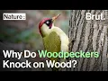 Download Lagu Mengapa Burung Pelatuk Hijau Mengetuk Kayu?