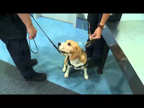 Dog Squad Series 7 Promo