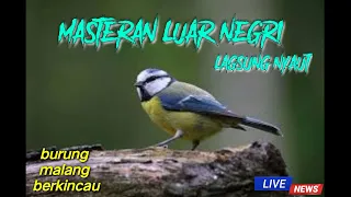 masteran burung luar negri cocok buat masteran burung murai cucak ijo pasti ikut bunyi 