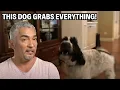 This Family Dog Learned To Open Doors - Now He s One Chew Away From Disaster Cesar 911 Throwbacks