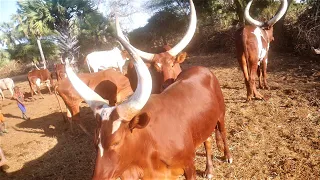 NDAMA JIGOSHILAGA UJUMBE BHONG WA NGASA OFFICIS MSIC  NDAMA JIGOSHILAGA UJUMBE BHONG WA NGASA OFFICIS MSIC