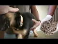 The Lifesaving Benefits of Treating Mango Worm Infestations in Stray Animals