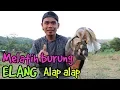 Download Lagu Melatih anak burung elang alap alap