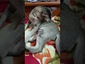 Download Lagu koita baje gultu. 😃 #foryou #catvideos #trending #catshorts #cats #cat #adoreble #youtubeshorts