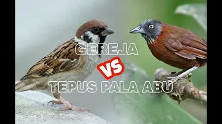 masteran gereja vs tepus pala abu suara tajam u0026 isi rapat 