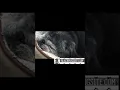 Why Do Pugs Snore