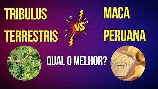 Comparação entre TRIBULUS TERRESTRIS e MACA PERUANA. Qual você deveria escolher?