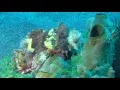 Download Lagu Lembeh Strait 2016