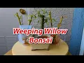 Download Lagu Weeping Willow Bonsai