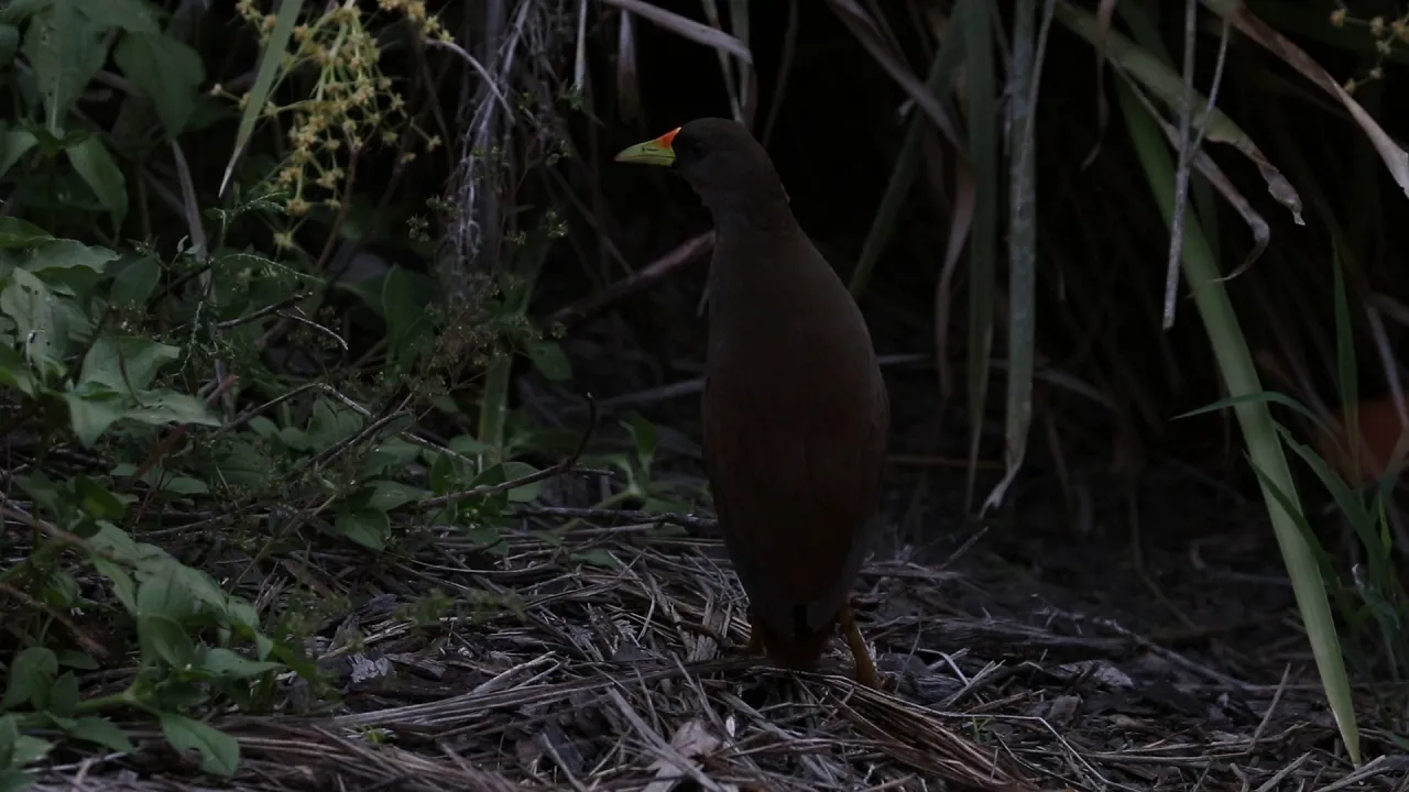 Pale-vented Bush-hen, Mackay Regional Botanical Gardens, Qld, Australia.