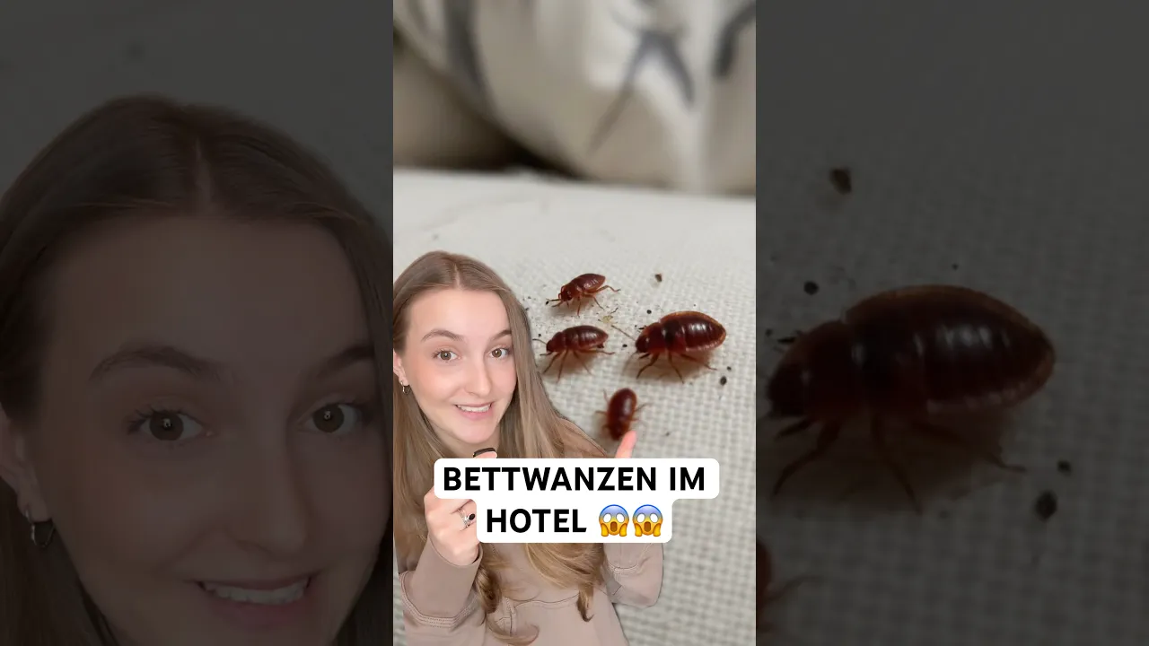 Bettwanzen im Hotel erkennen – Tipps & Bettwanzenfallen für einen sicheren Aufenthalt! ✅