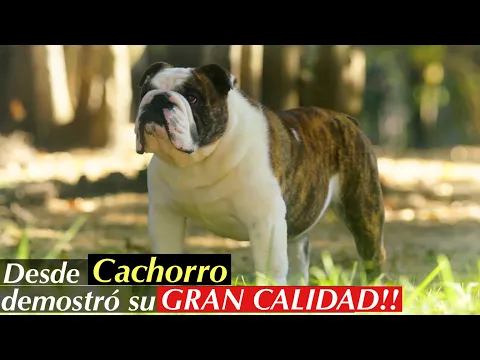 Download MP3 ASHTON (Castañeda) Multi Campeón de 🇲🇽 y 🇺🇸 BULLDOG INGLES!!