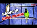 Download Lagu MASTERAN CUCAK IJO 3 FARIASI LAGU BIKI LAWAN EMOSI