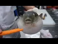 Pufferfish eats carrot (full video)