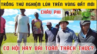 Download Công Giáp Vlogs\\\\ Thử Nghiệm Trồng Lúa Trên Vùng Đất Mới Châu Phi, Cơ Hội Hay Bài Toán Thách Thức MP3