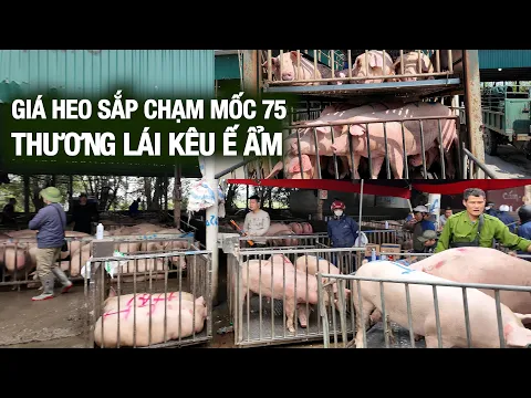 Giá heo hơi quá cao. Buôn bán ế ẩm lắm | NNHN