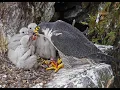 Download Lagu Peregrine Falcon Nesting 4k HQ