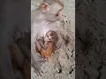 desi monkey baby #bandar #monkey #monkeyvideo
