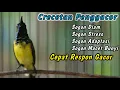 Download Lagu PANCINGAN SOGON NGRIWIK NEMBAK PALING AMPUH UNTUK PENGGACOR SEMUA SOGON‼️HITUNGAN DETIK BIKIN GACOR