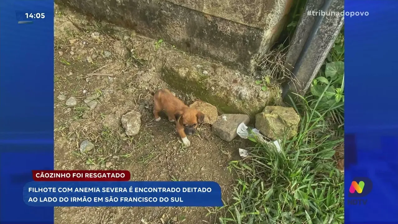 São Francisco do Sul: filhote de cão encontra tratamento após maus-tratos