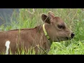 Appleton Farm Calf