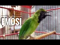 Download Lagu Auto Emosi | Pancingan Cucak Ijo Gacor ngentrok