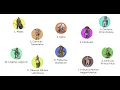 Every Roman Legionary Rank Explained