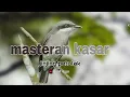 Lagu Masteran burung jinjing petulak