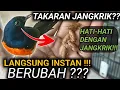 Download Lagu HATI -HATI DENGAN JANGKRIK MURAI BATU BISA JADI BABAK BELUR KALIAN HARUS TELITI !! 