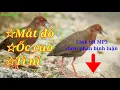 Tiếng chim Mắt Đỏ (Ốc Cao, Tỉ Nỉ), File miễn phí cho anh em đánh Kinh Tế || Phạm Khánh Nam