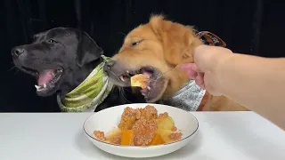 You're Cute But Can You Share. Labrador and Golden. Cute Pet Debut Plan