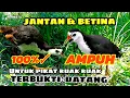 Download Lagu SUARA PIKAT RUAK RUAK AMPUH JERNIH DAN HANDAL TERBUKTI ❤️