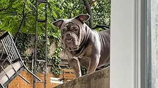 People are obsessed with dog that looks like mythological creature