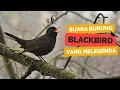 Kicauan Burung Sikatan Hitam BlackBird yang Melegenda