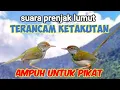 Lagu Suara Panggilan Prenjak Lumut Terancam Untuk Pikat