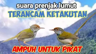 suara panggilan prenjak lumut terancam untuk pikat
