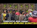 Lagu UPDATE HARGA BURUNG KUTILANG BATIK, TALI POCONG EKOR KLEWER, CUCAK IJO ACEH, JOMIN, DLL DIPB PRAMUKA