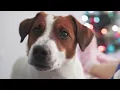 Dogtopia shares some potential dangers for your pets this holiday season