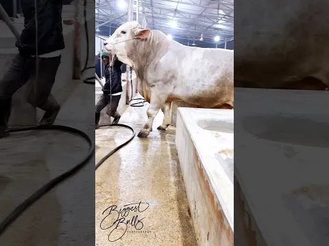 Daily activities of a 1400 kg Charbray bull