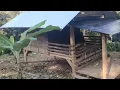 Download Lagu Pemasangan dingding gubuk di kebun,pake bambu pelupuh,bambu di belah,sampe selesai‼️part terahir🔥