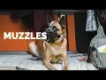 Muzzles - What s the DIFFERENCE