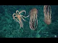 Antarctic Strawberry Feather Star The Creepy-Looking Deep-Sea Creature That s Like a Dancing Flower